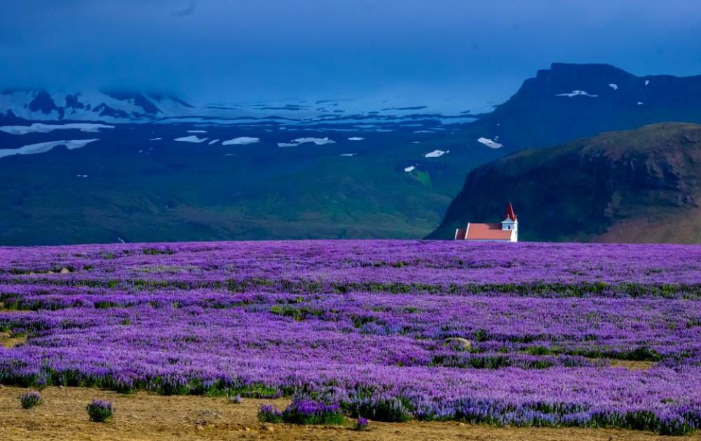 lavender field farm outdoor nature lavender field farm outdoor nature