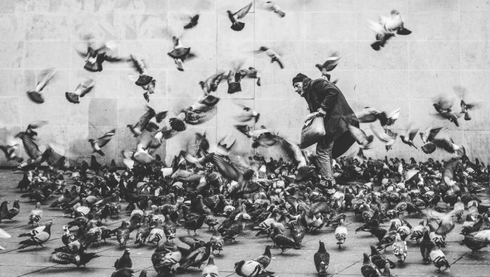 black and white people man dove pigeon black and white people man dove pigeon