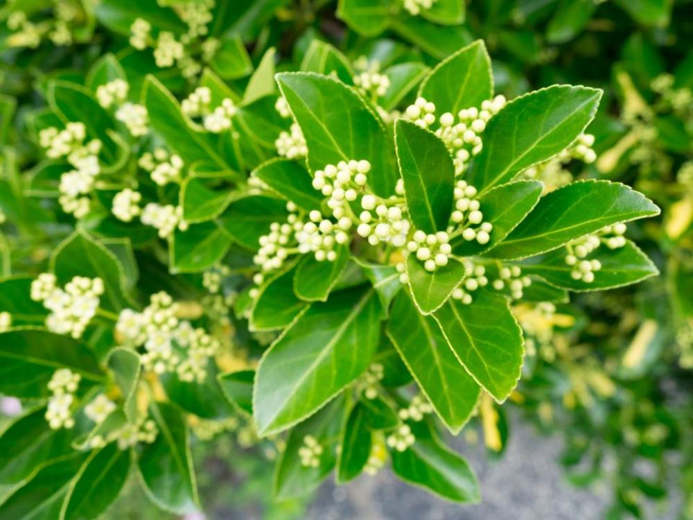 green plants leaves garden flowers green plants leaves garden flowers