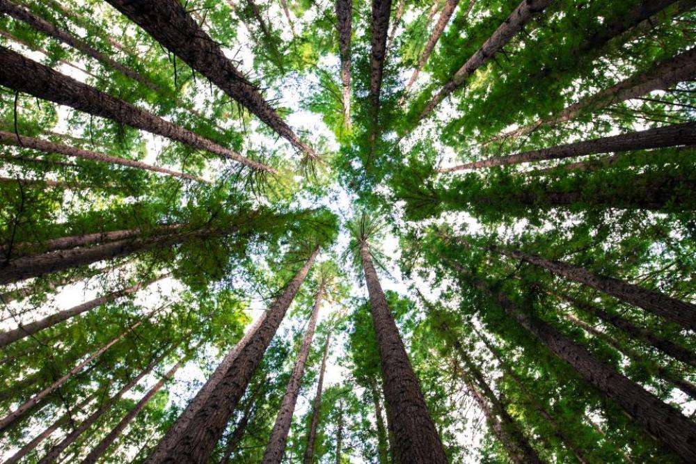 nature trees leaves bark trunks nature trees leaves bark trunks