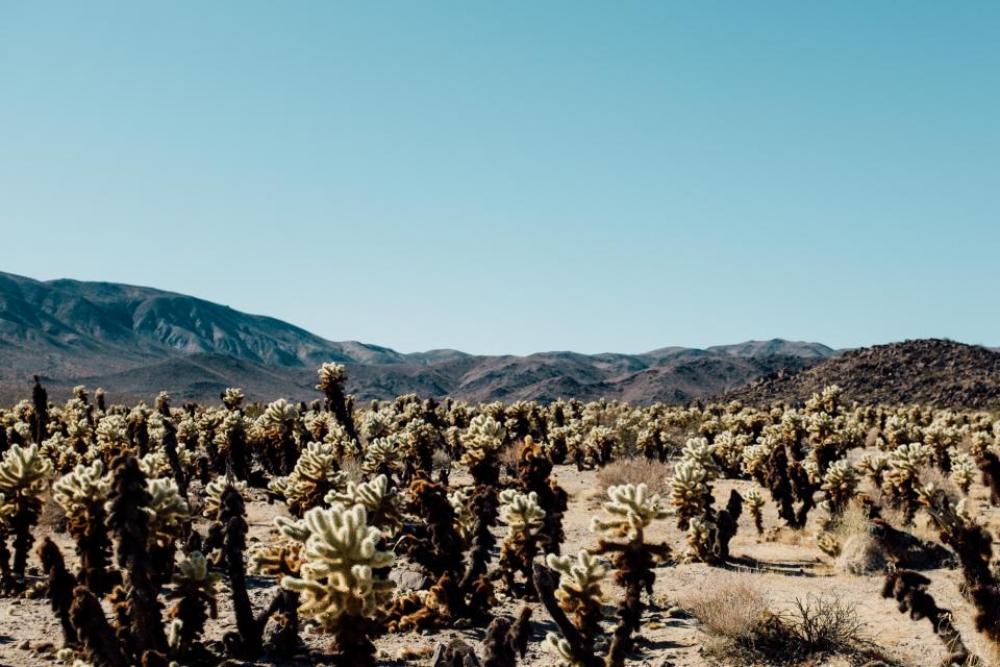 nature landscape mountain desert cactus nature landscape mountain desert cactus
