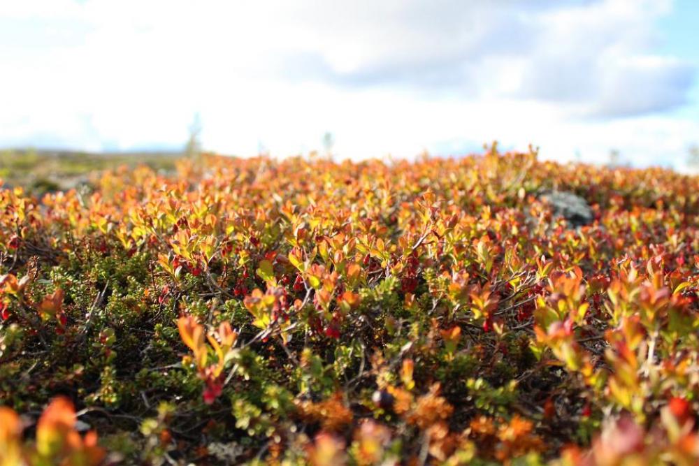 autumn fall lingonberry plants autumn fall lingonberry plants