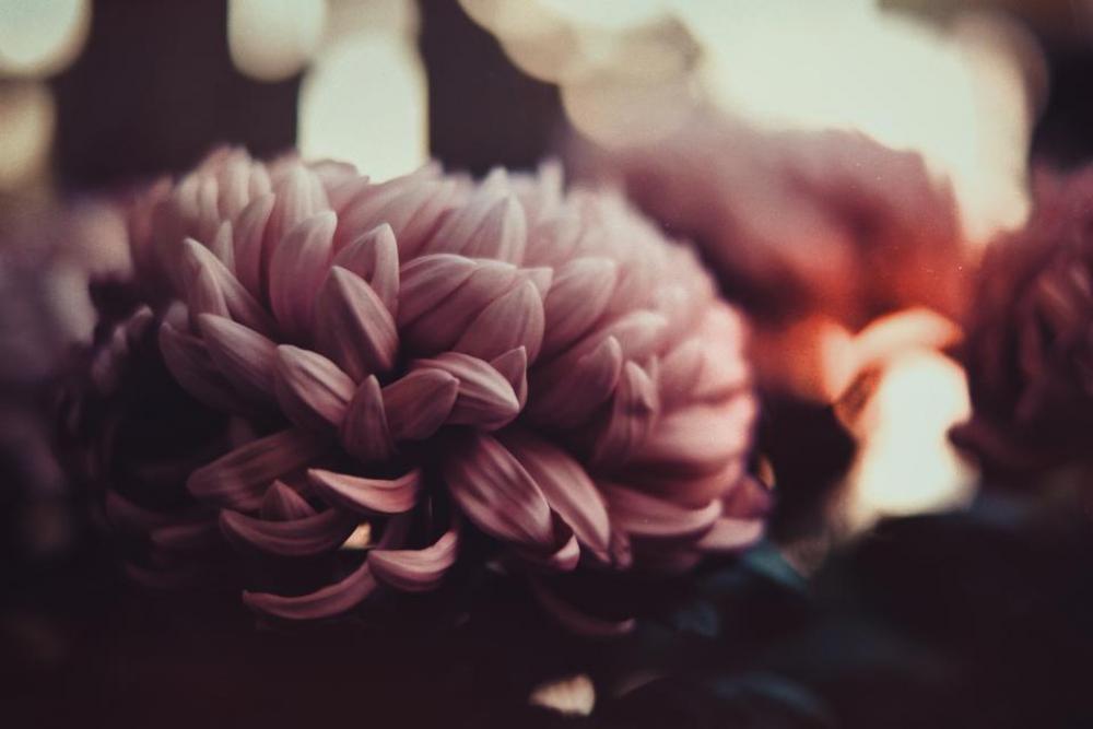 flower bloom nature plant blur flower bloom nature plant blur