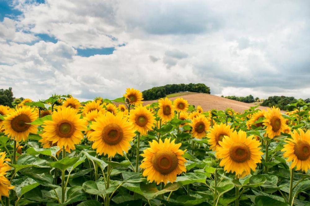 sunflowers flowers garden nature sky sunflowers flowers garden nature sky
