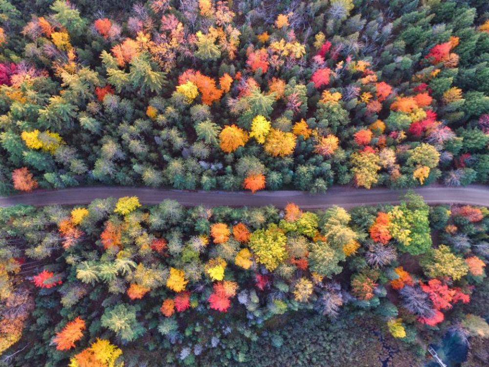 trees clolorful aerial view plant trees clolorful aerial view plant