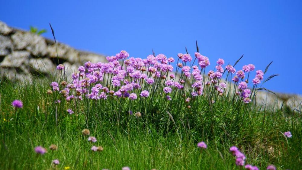 flowers nature blossoms branches bed flowers nature blossoms branches bed