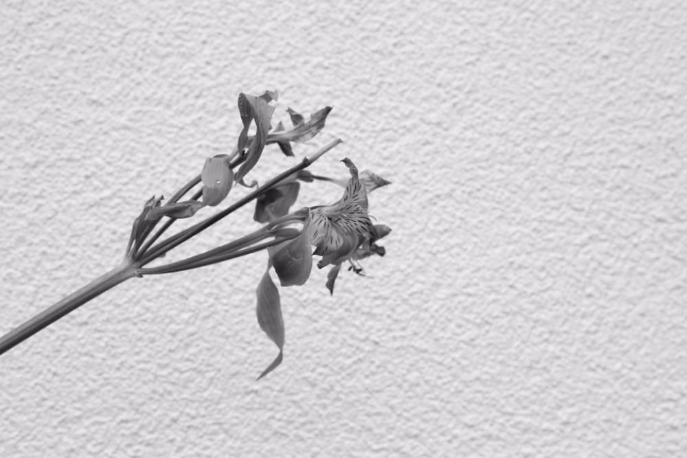 flower white simple monochromatic black and white flower white simple monochromatic black and white