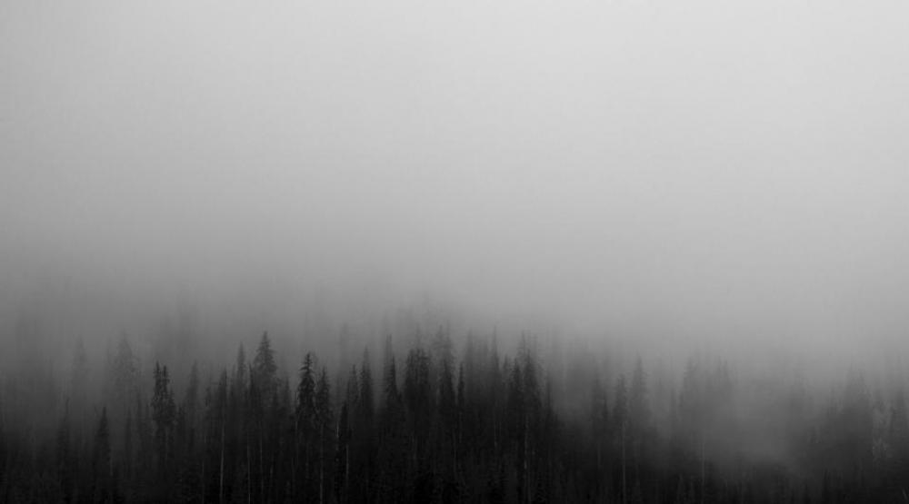 trees forest woods fog foggy trees forest woods fog foggy