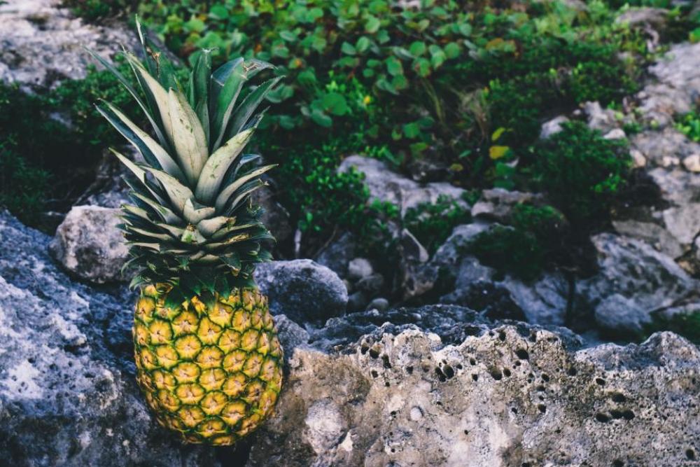 pineapple dessert appetizer fruit juice pineapple dessert appetizer fruit juice