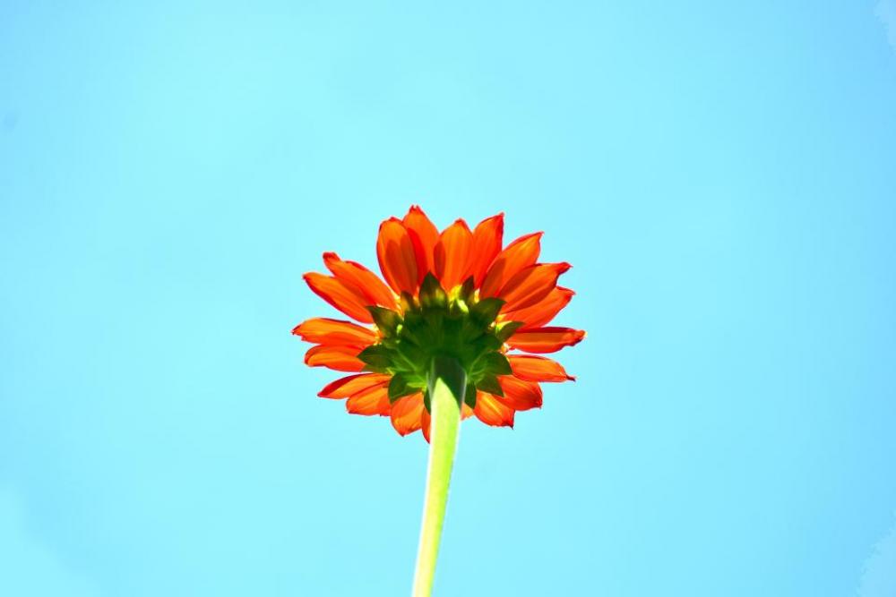 nature plants flowers colors sky nature plants flowers colors sky