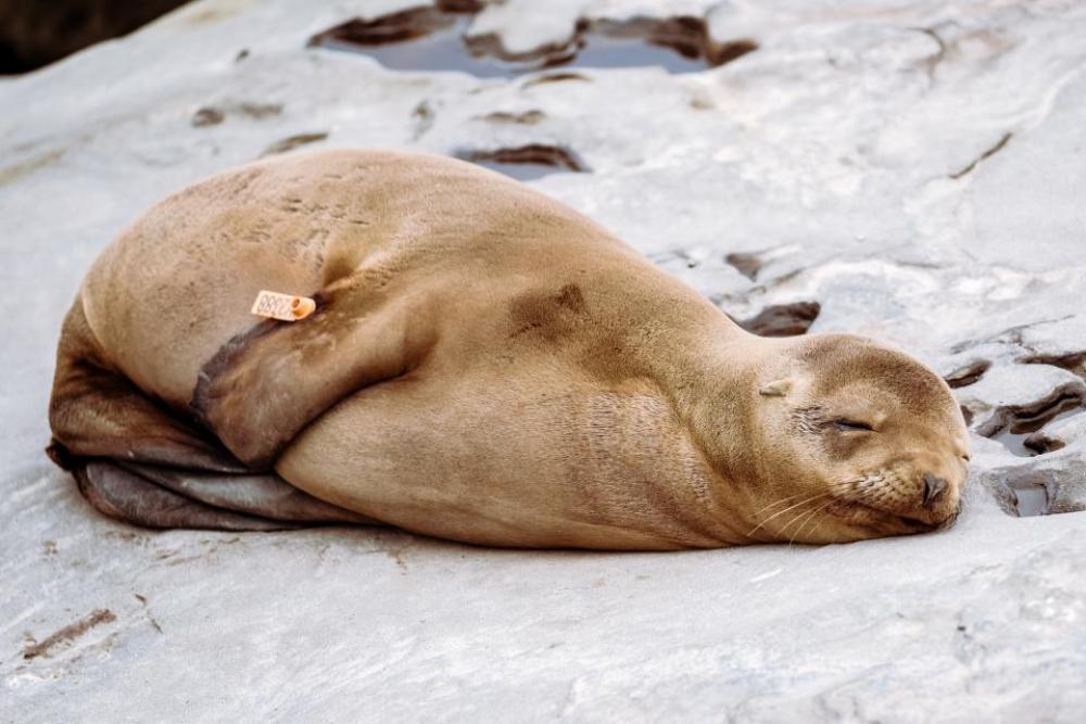 sea lion animal sleep rocks sea lion animal sleep rocks