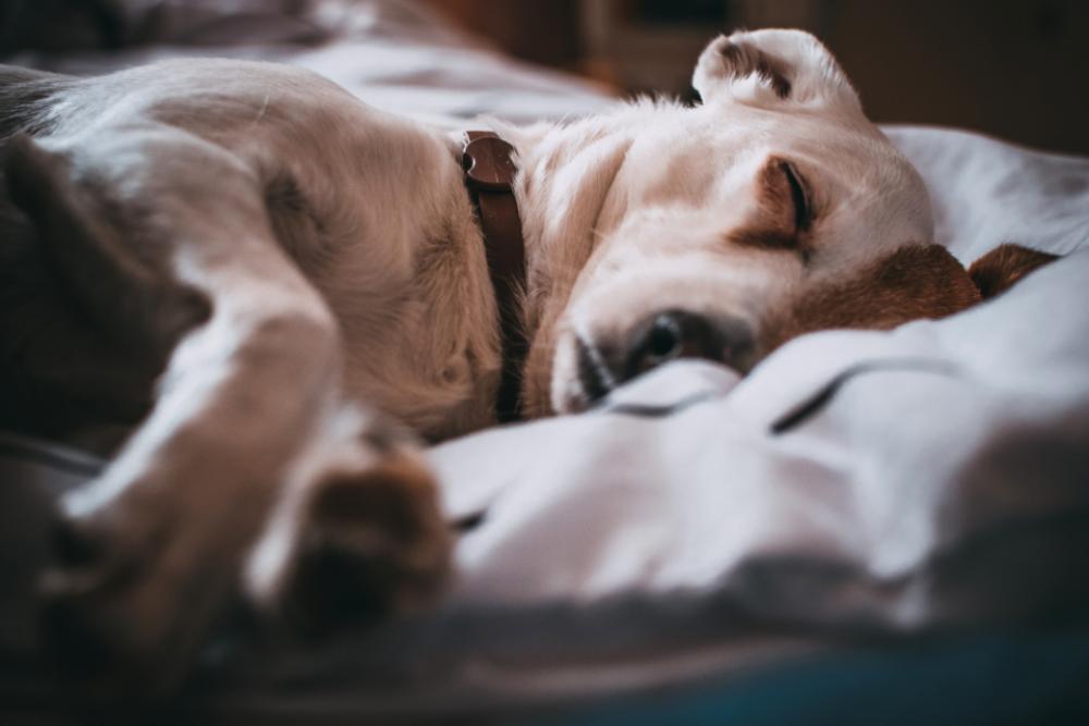 white dog sleeping bed pet white dog sleeping bed pet