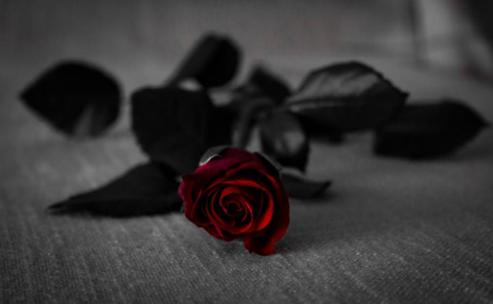 red rose flower beauty black red rose flower beauty black