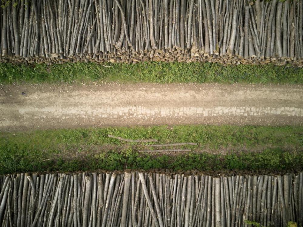 road green grass woods logs road green grass woods logs