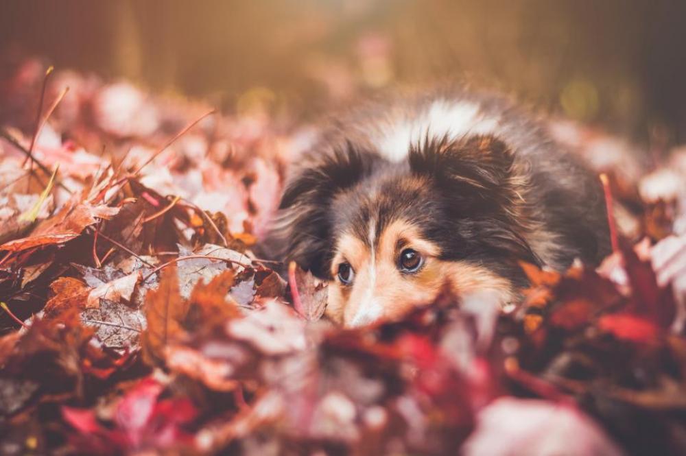 leaf fall autumn black brown leaf fall autumn black brown