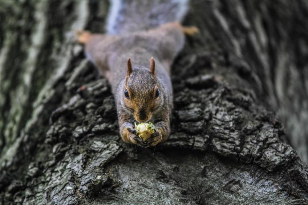 squirrel animal eating tree branch squirrel animal eating tree branch
