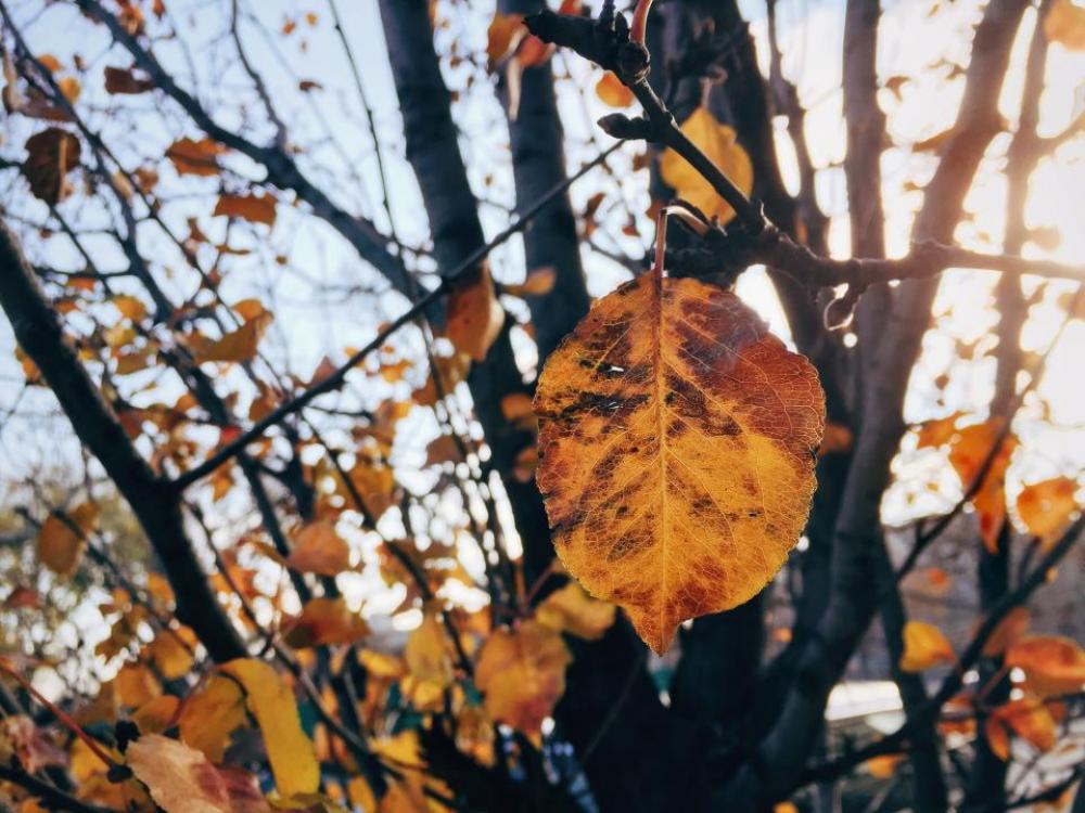 trees leaves nature fall autumn trees leaves nature fall autumn