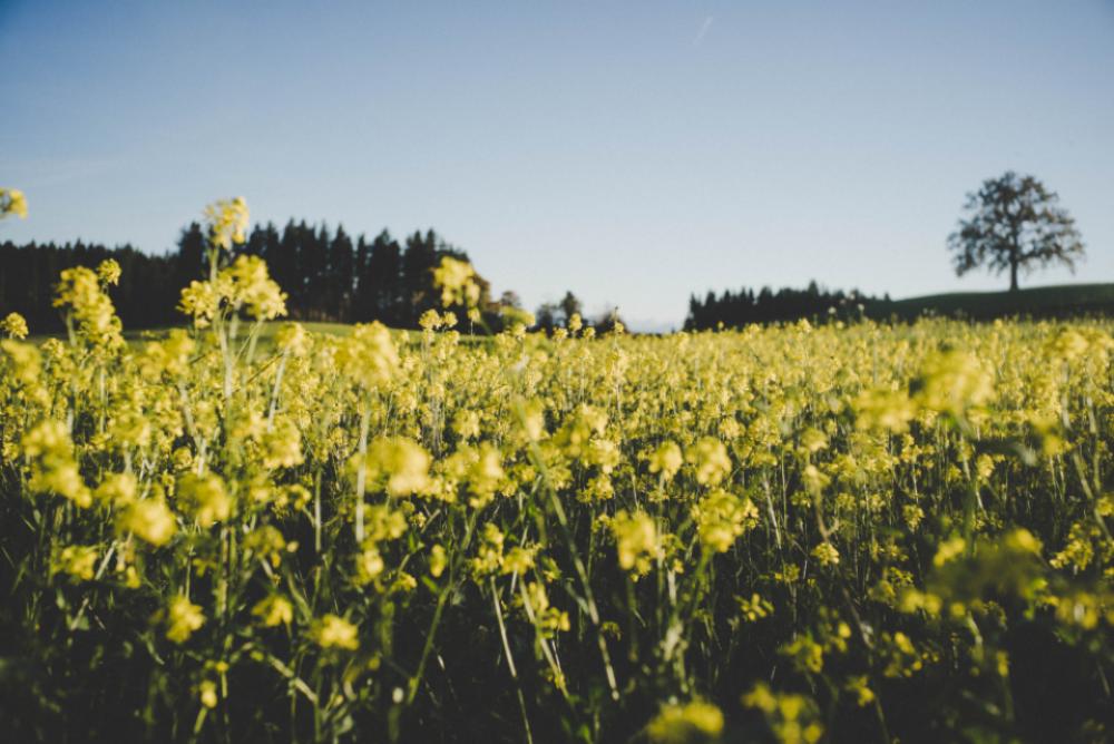 yellow flower meadow farm field yellow flower meadow farm field