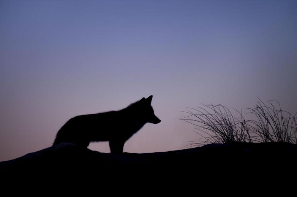 animals wolves land grass sky animals wolves land grass sky