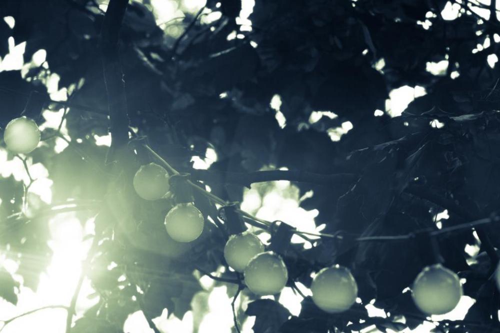 string lights bulbs trees nature sunshine string lights bulbs trees nature sunshine