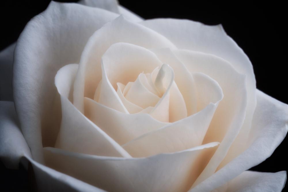 white rose close up flower petals white rose close up flower petals