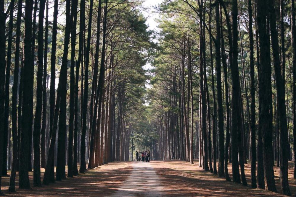 nature forest woods trees people nature forest woods trees people