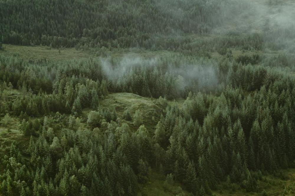 green trees plants forest grass green trees plants forest grass