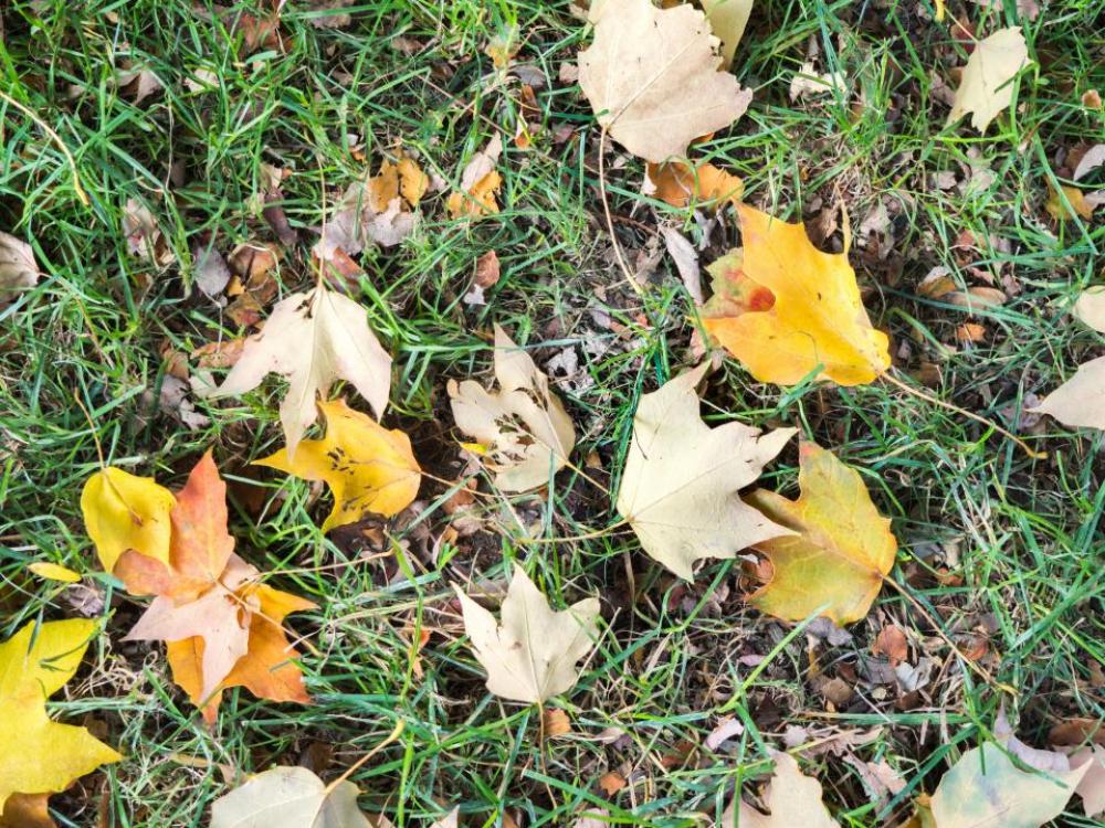 grass ground leaves leaf fall grass ground leaves leaf fall