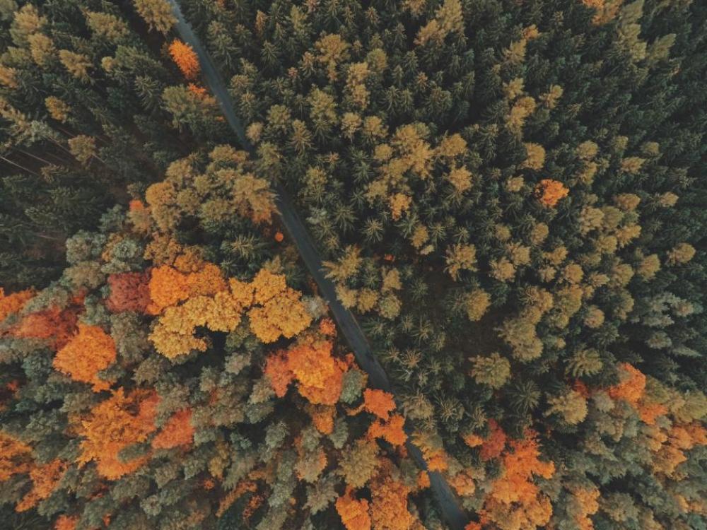 nature landscape woods forest trees nature landscape woods forest trees