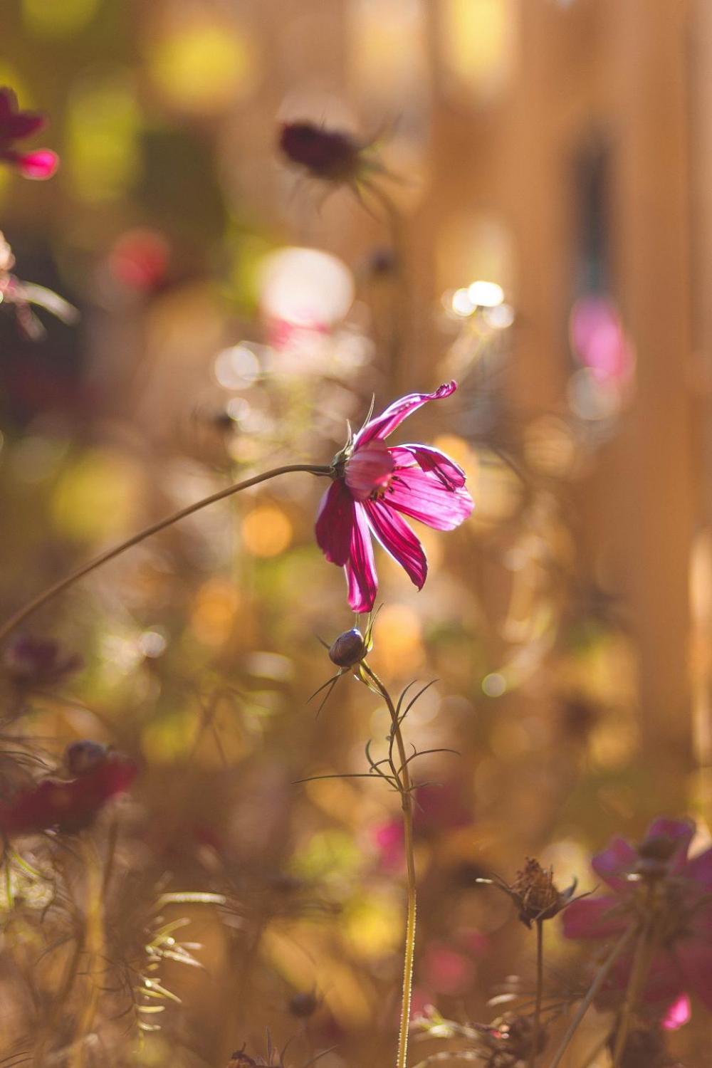 flowers nature blossoms branches bed flowers nature blossoms branches bed