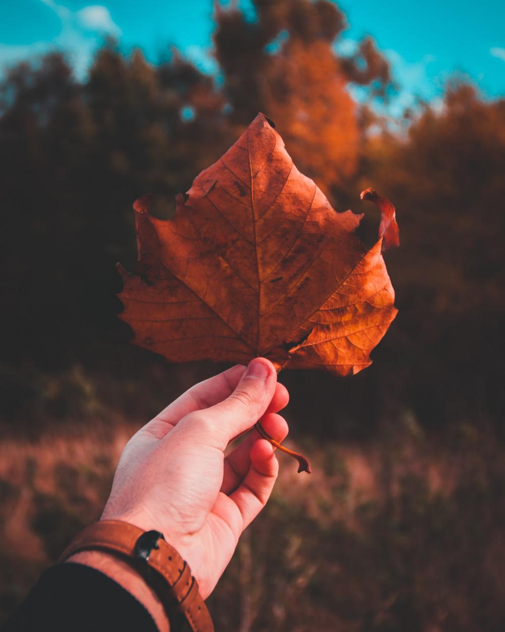 autumn leaf hand arm people autumn leaf hand arm people