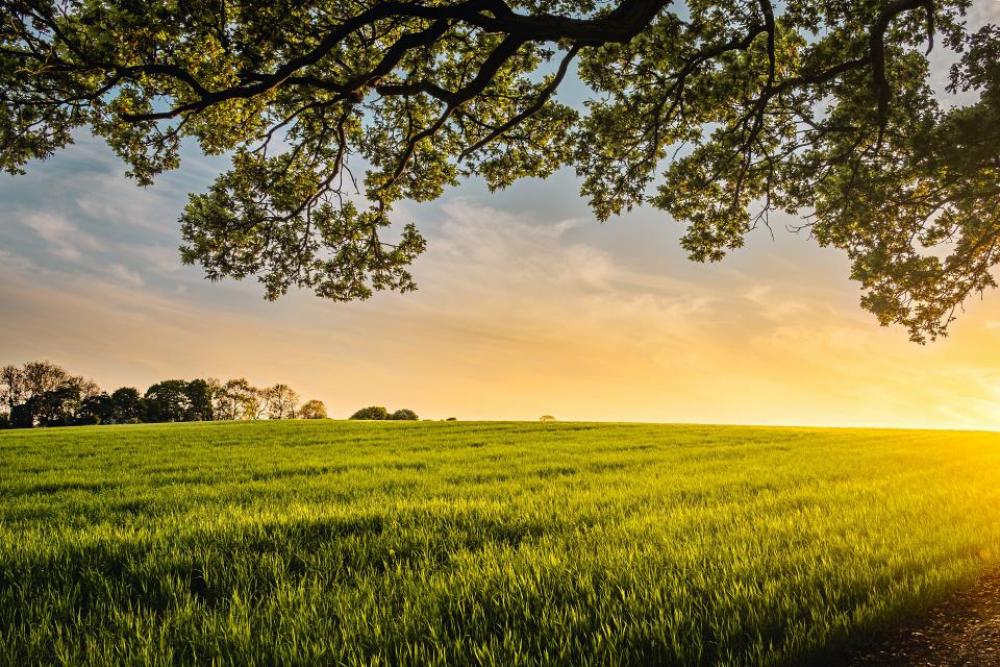 green field crops agriculture farm green field crops agriculture farm