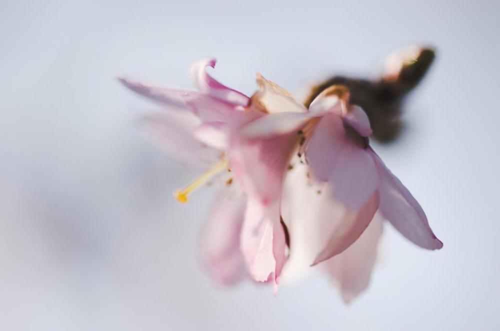 pink flower bloom petal plant pink flower bloom petal plant