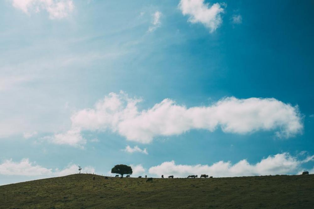 nature landscape plains grass trees nature landscape plains grass trees