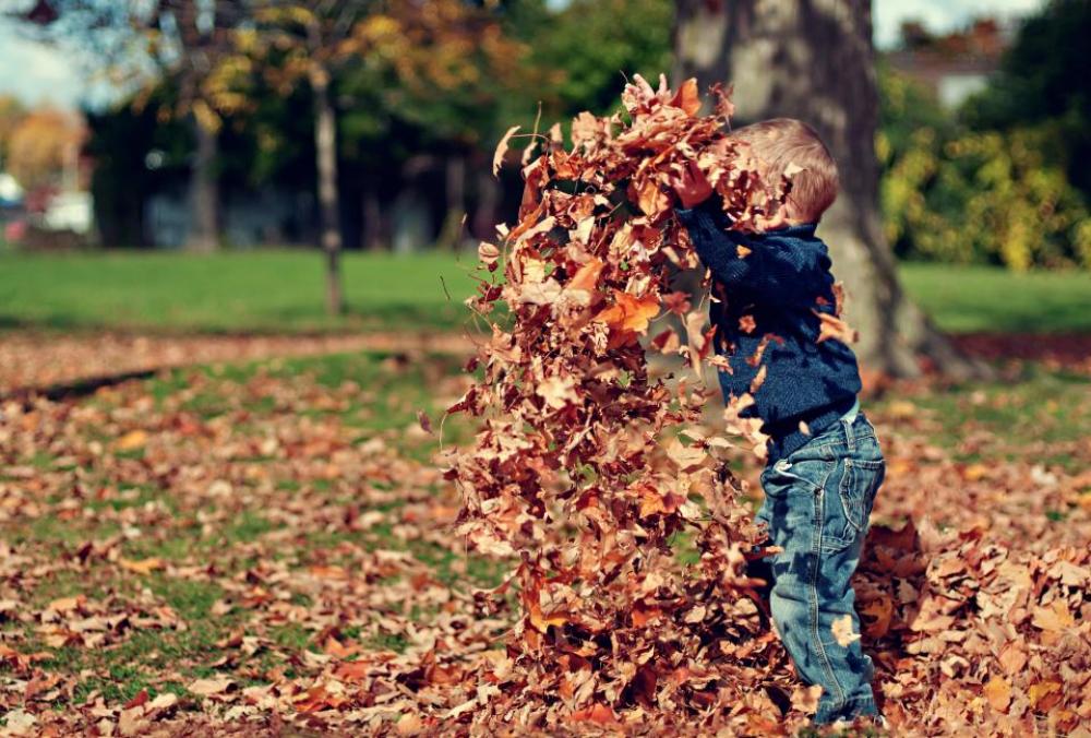 leaves fall autumn boy child leaves fall autumn boy child