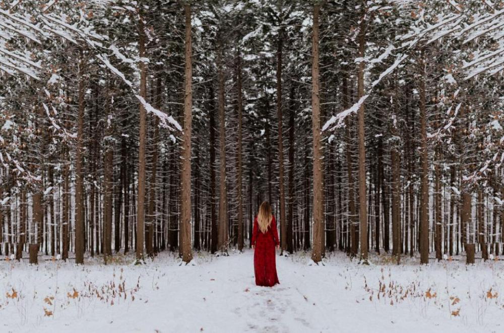 tree plant forest snow winter tree plant forest snow winter
