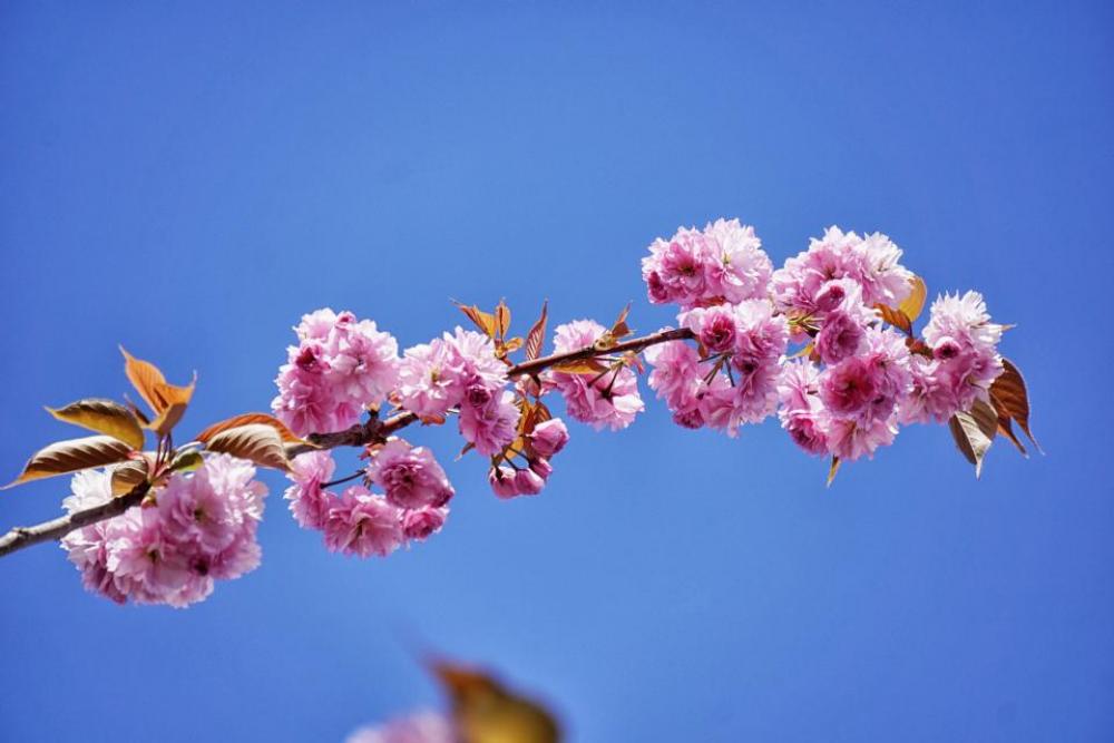 pink flower bloom petal leaves pink flower bloom petal leaves