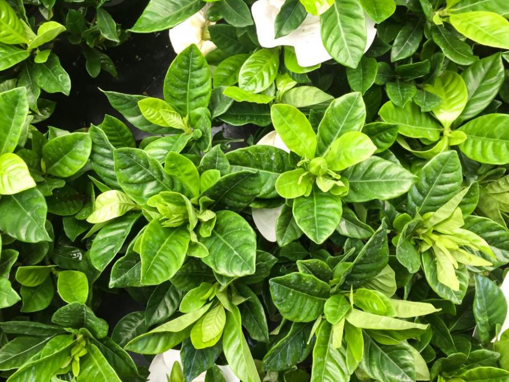 outdoors environment green leaf plant outdoors environment green leaf plant