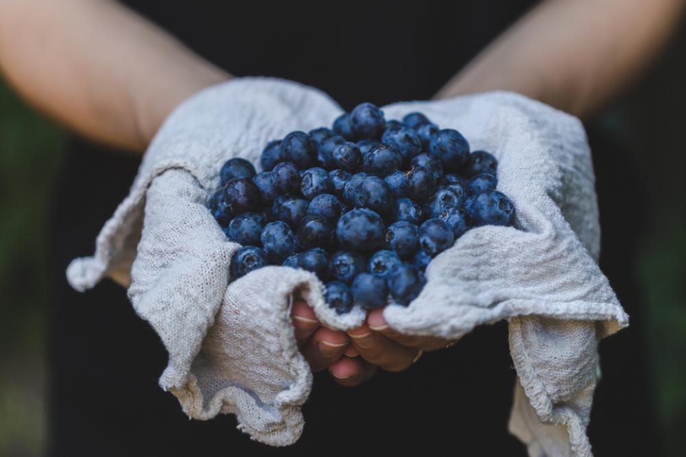 blueberries hands handpicked handmade food blueberries hands handpicked handmade food