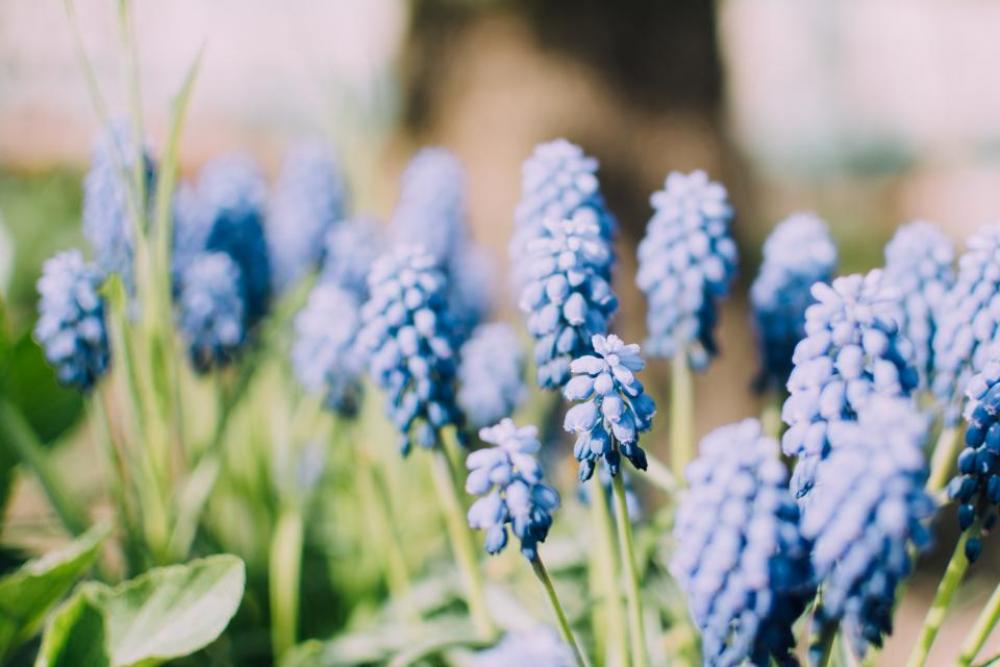 flower violet petal bloom garden flower violet petal bloom garden
