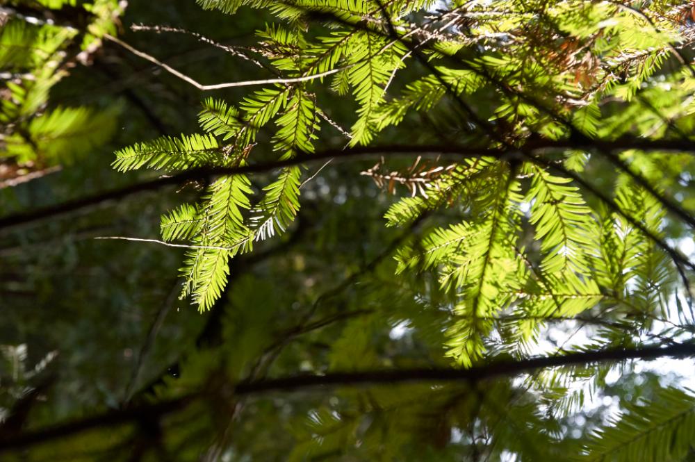 pine tree forest sunlight nature pine tree forest sunlight nature