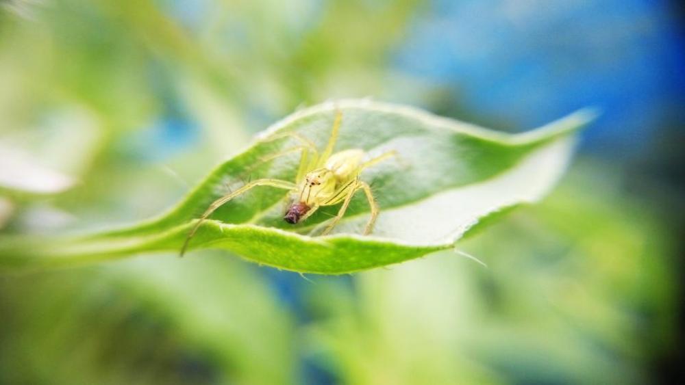 green leaf blur nature insect green leaf blur nature insect