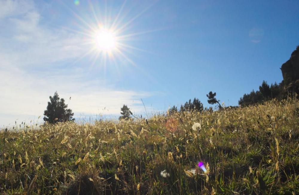 sunlight sunshine sunny summer trees sunlight sunshine sunny summer trees
