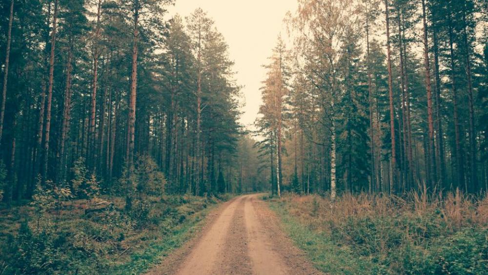 nature landscape trees woods forest nature landscape trees woods forest
