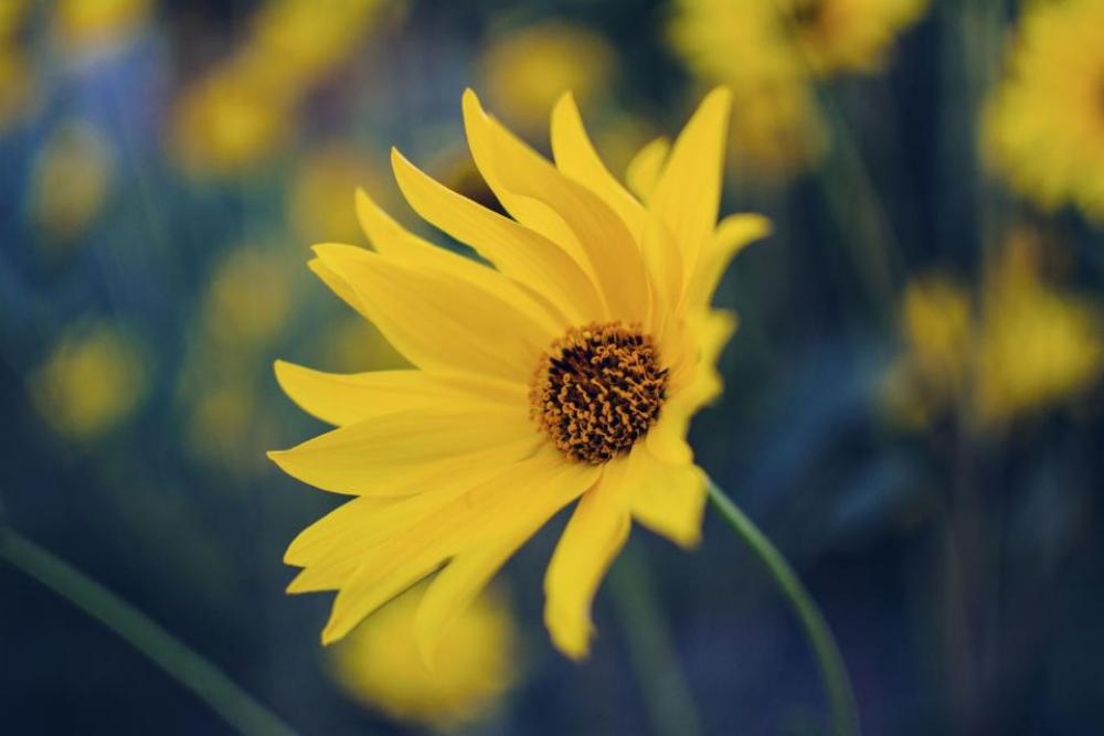 flower yellow petal bloom garden flower yellow petal bloom garden
