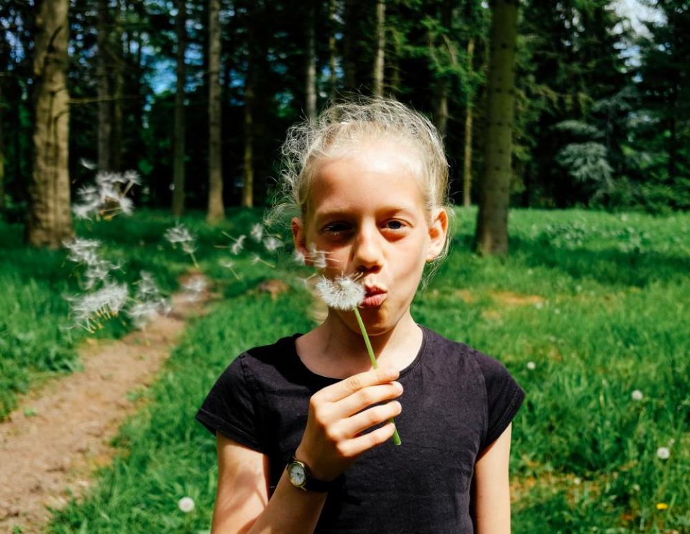 dandelion flower plant nature blow dandelion flower plant nature blow