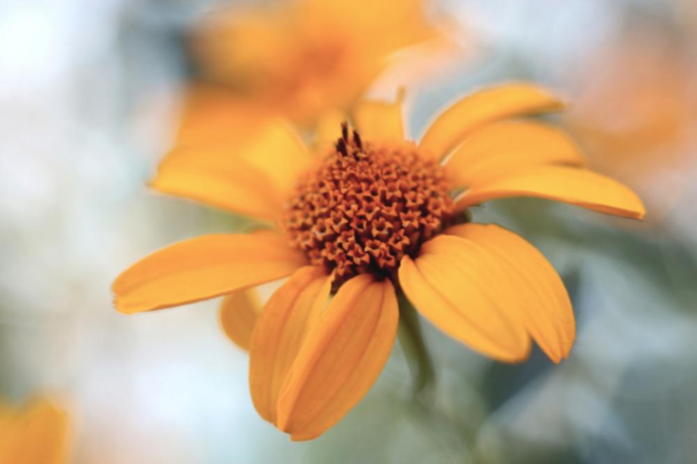 yellow flower nature summer bloom yellow flower nature summer bloom