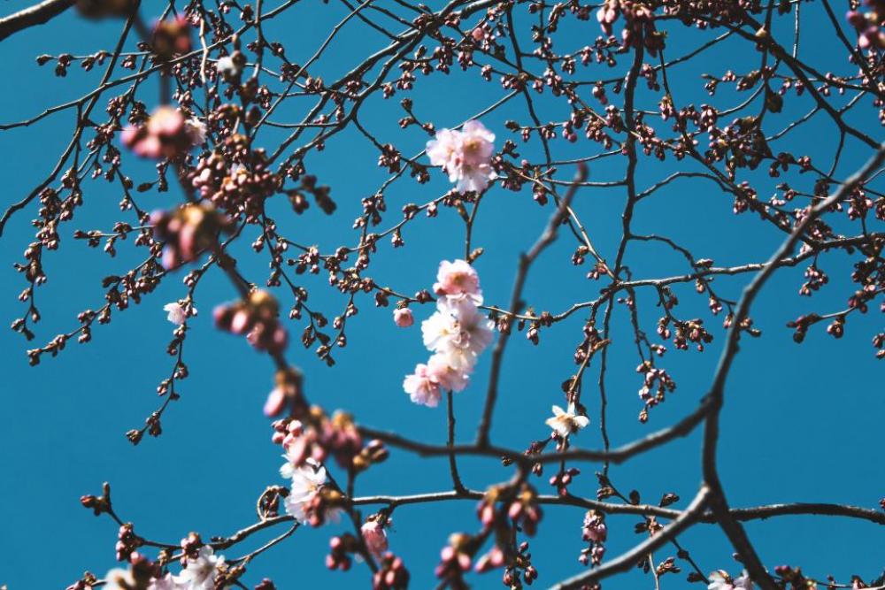flowers nature blossoms branches stems flowers nature blossoms branches stems