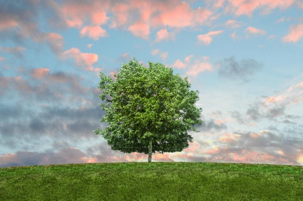 tree green grass field sky tree green grass field sky