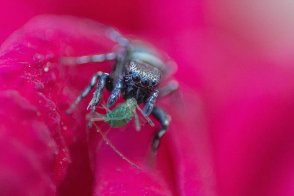 nature animals insects bug closeup nature animals insects bug closeup